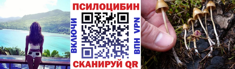 Купить где  Кола  Галлюциногенные грибы прущие грибы 